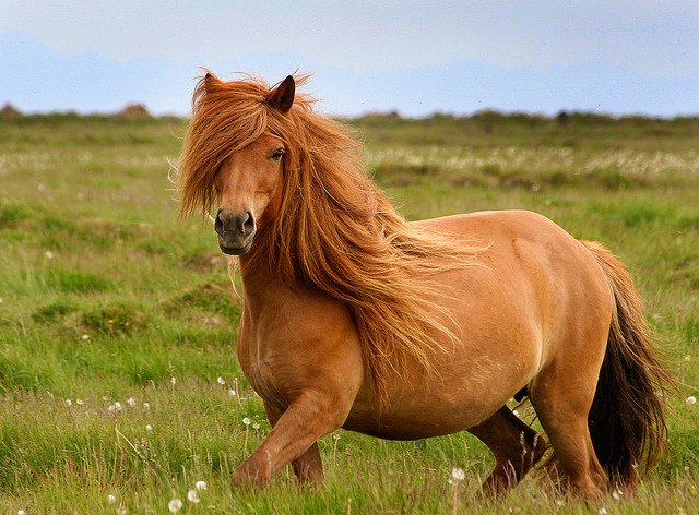 icelandic-horse.jpg.327053df8f89fc8491a8ac000fc7a18c.jpg