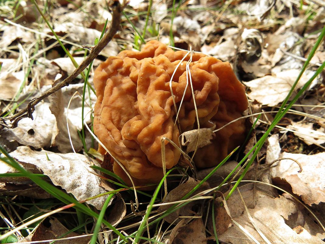 Какие грибы собирают в апреле. Ранние весенние грибы съедобные. Гриб сморчок весенний гриб. Строчок гриб весенний. Весенние грибы сморчки.