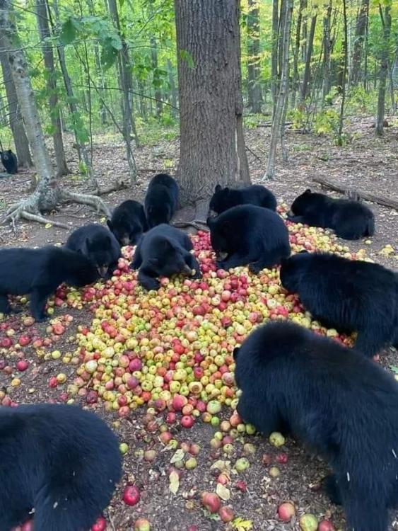 Яблочное пиршество черных медведей.Тусовка в лесу..jpg